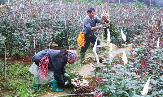 Hoa hồng trồng tại một số xã của huyện Quản Bạ (Hà Giang) cho thu hái quanh năm bởi khí hậu thuận lợi. Ảnh: Văn Tùng