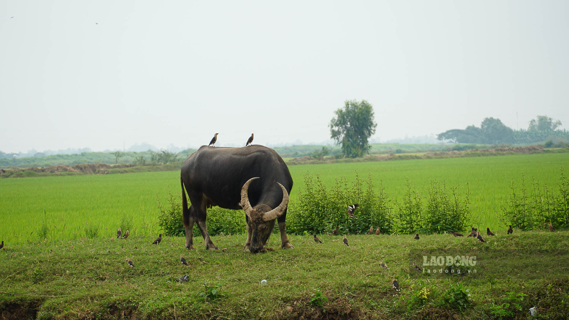 Dễ dàng bắt gặp những con trâu ăn cỏ ở vùng nông thôn huyện Thạnh Trị (Sóc Trăng)