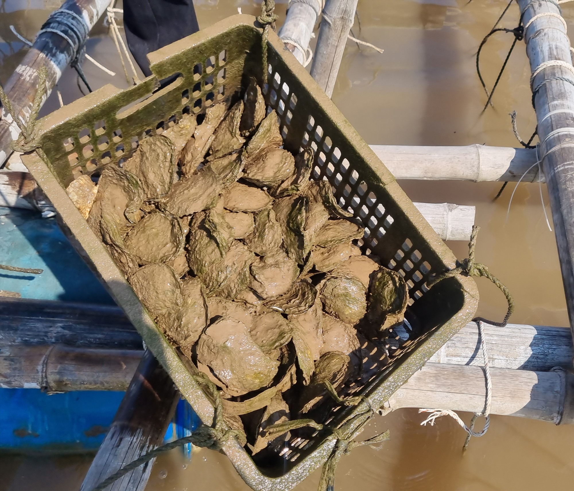 Trà Vinh xuất hiện nhiều người dân tự ý nuôi hàu khi chưa có quy hoạch vùng nuôi. Ảnh: Hoàng Lộc