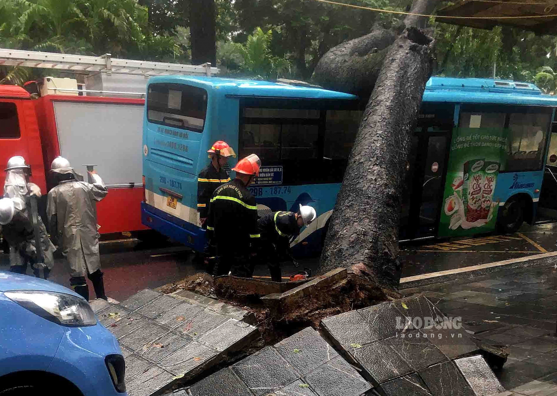 Vào khoảng 11h ngày 5.8, chiếc xe buýt mang BKS 29B-197.74, trong lúc di chuyển trên đường Tăng Bạt Hổ thì bất ngờ bị cây xà cừ cổ thụ bật gốc đổ, đè trúng thân xe.