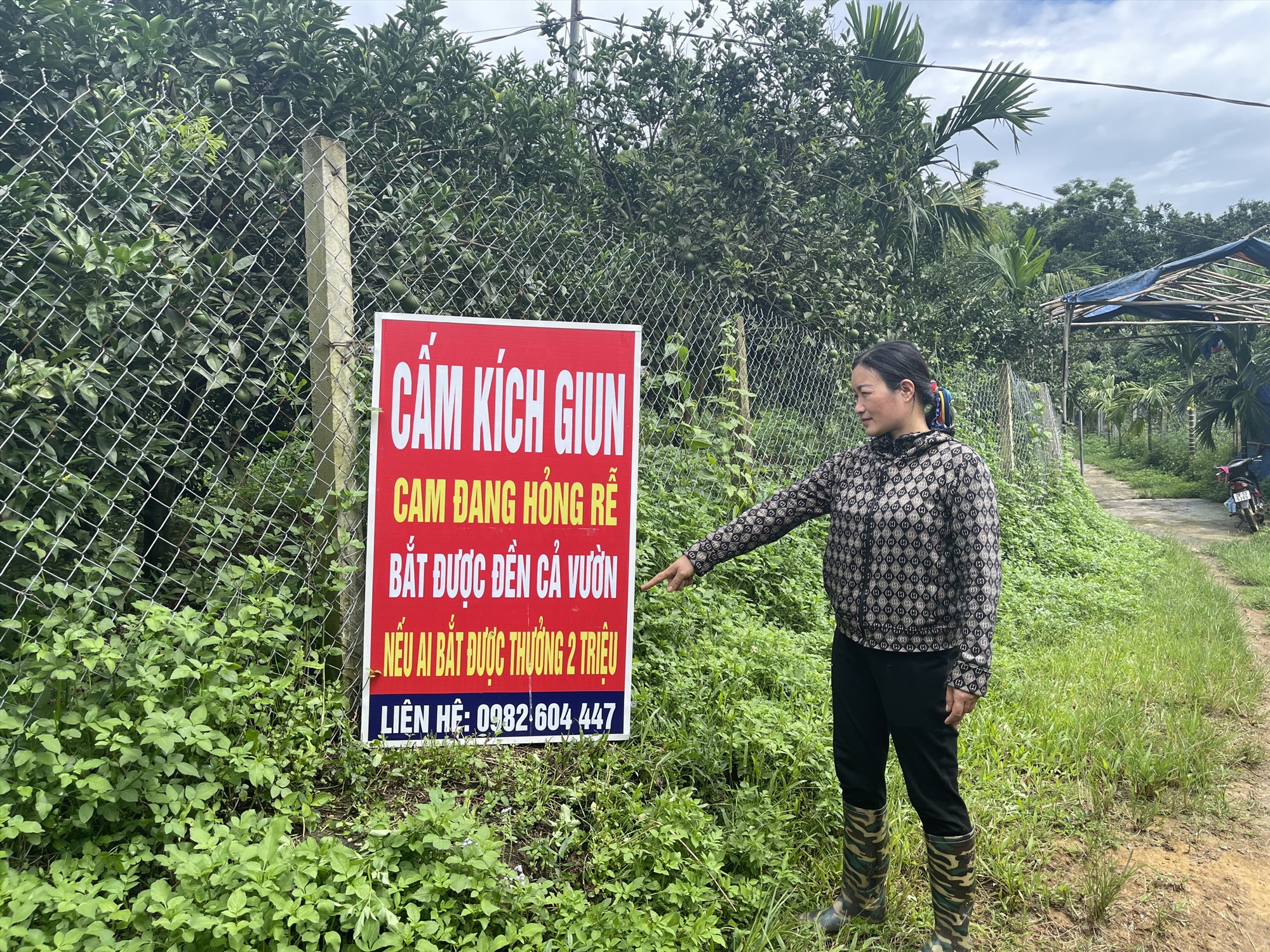 "Giun tặc" lộng hành, nông dân lao đao, hoa màu kiệt quệ