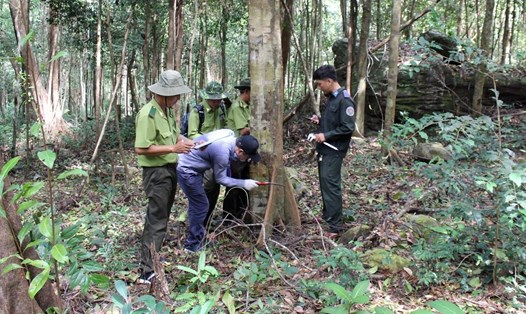 Tình hình lấn, chiếm, phá rừng trái pháp luật trên địa bàn TP Phú Quốc vẫn còn diễn biến phức tạp. Ảnh: Hạt Kiểm lâm cung cấp