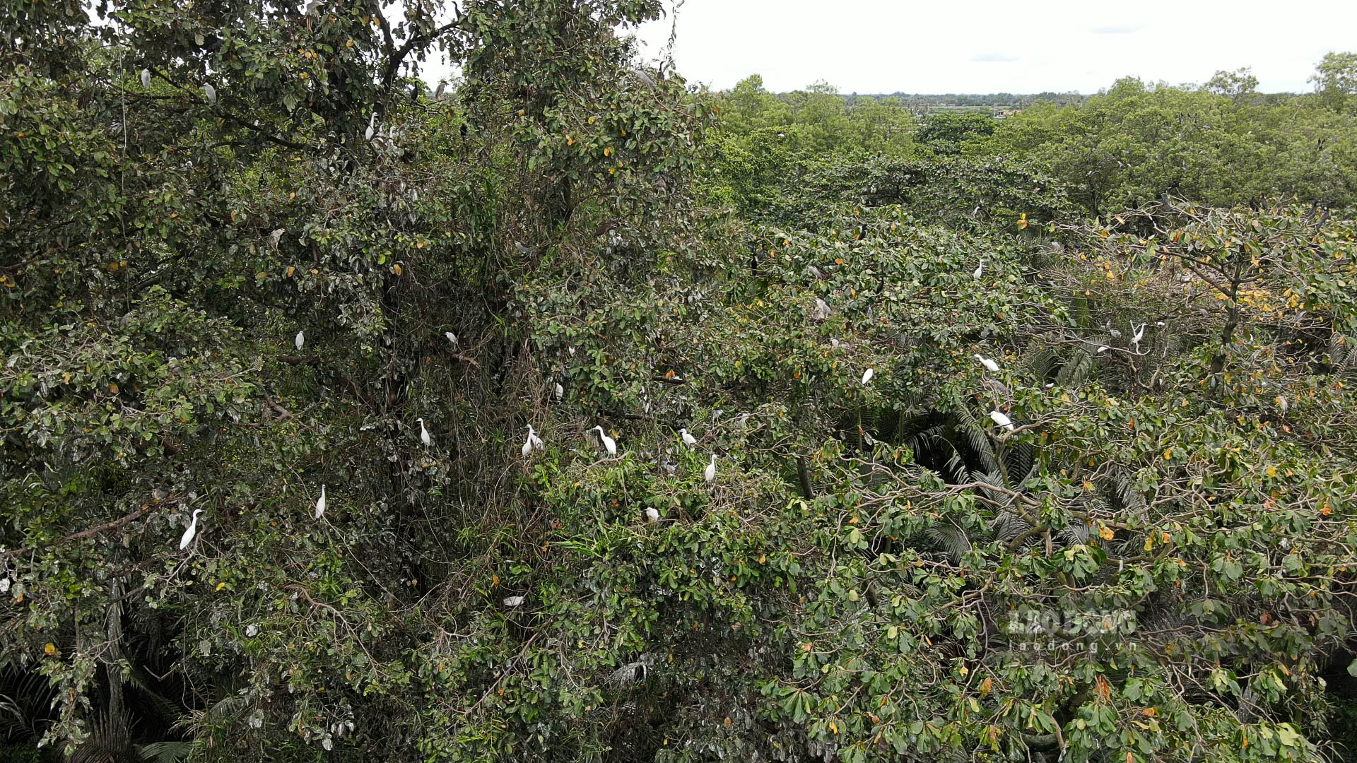 Gần 4ha vườn cây nhà ông Lâm Văn Huy ở xã Gia Hòa 1, huyện Mỹ Xuyên (Sóc Trăng) là nơi trú ngụ của vô số chim trời Ảnh: Phương Anh