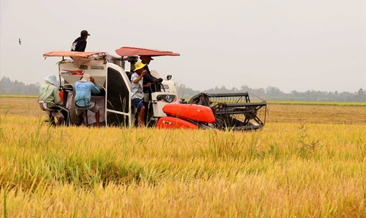 Thu hoạch lúa ở Đồng bằng sông Cửu Long. Ảnh: Lục Tùng