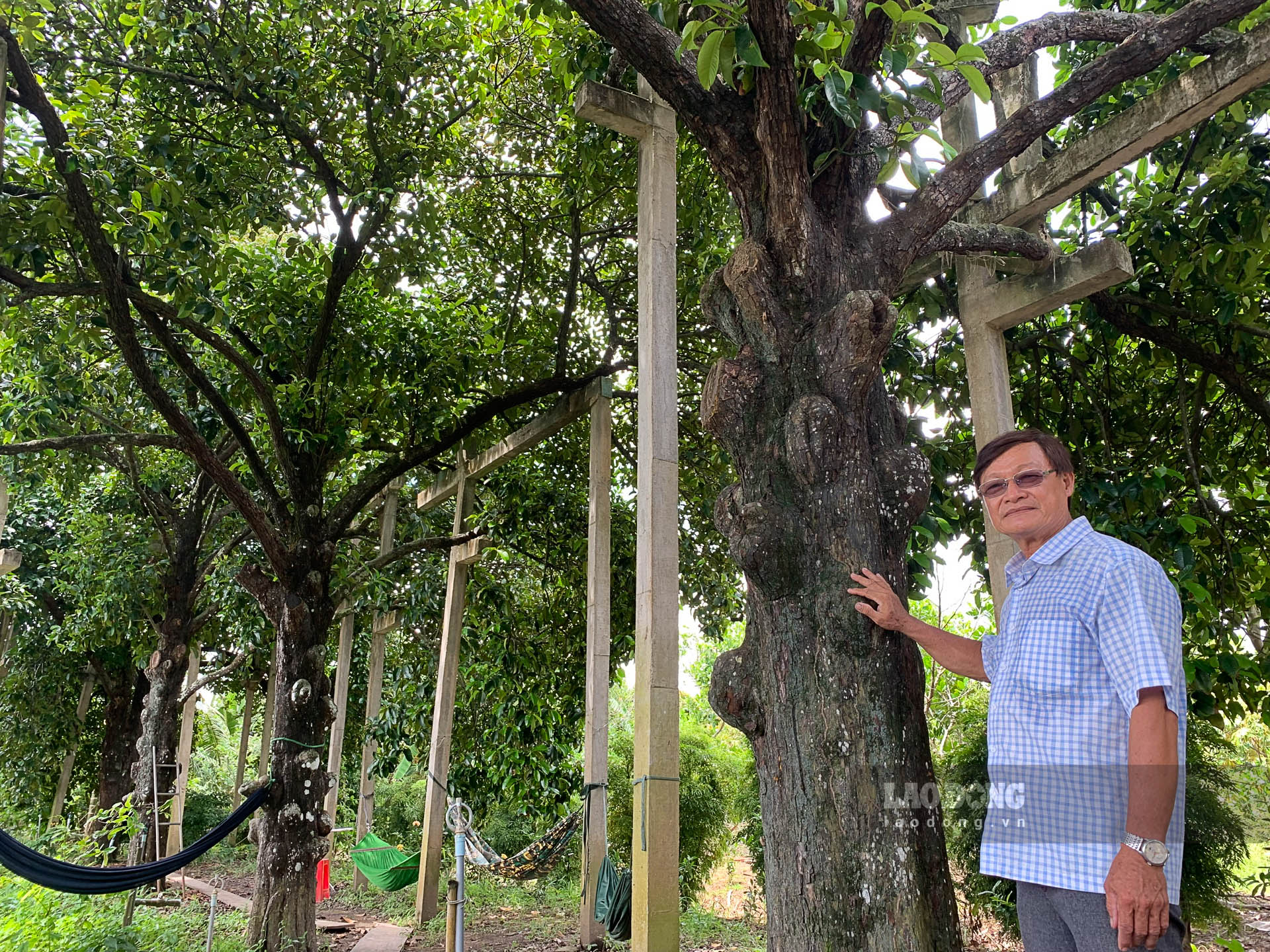 Ông Hứa Văn Lến (xã Phong Nẫm, huyện Kế Sách, tỉnh Sóc Trăng) bên những cây măng cụt trăm tuổi. Ảnh: Phương Anh