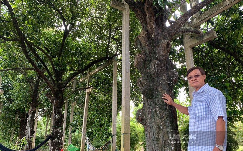 Ông Hứa Văn Lến (xã Phong Nẫm, huyện Kế Sách, tỉnh Sóc Trăng) bên những cây măng cụt trăm tuổi. Ảnh: Phương Anh