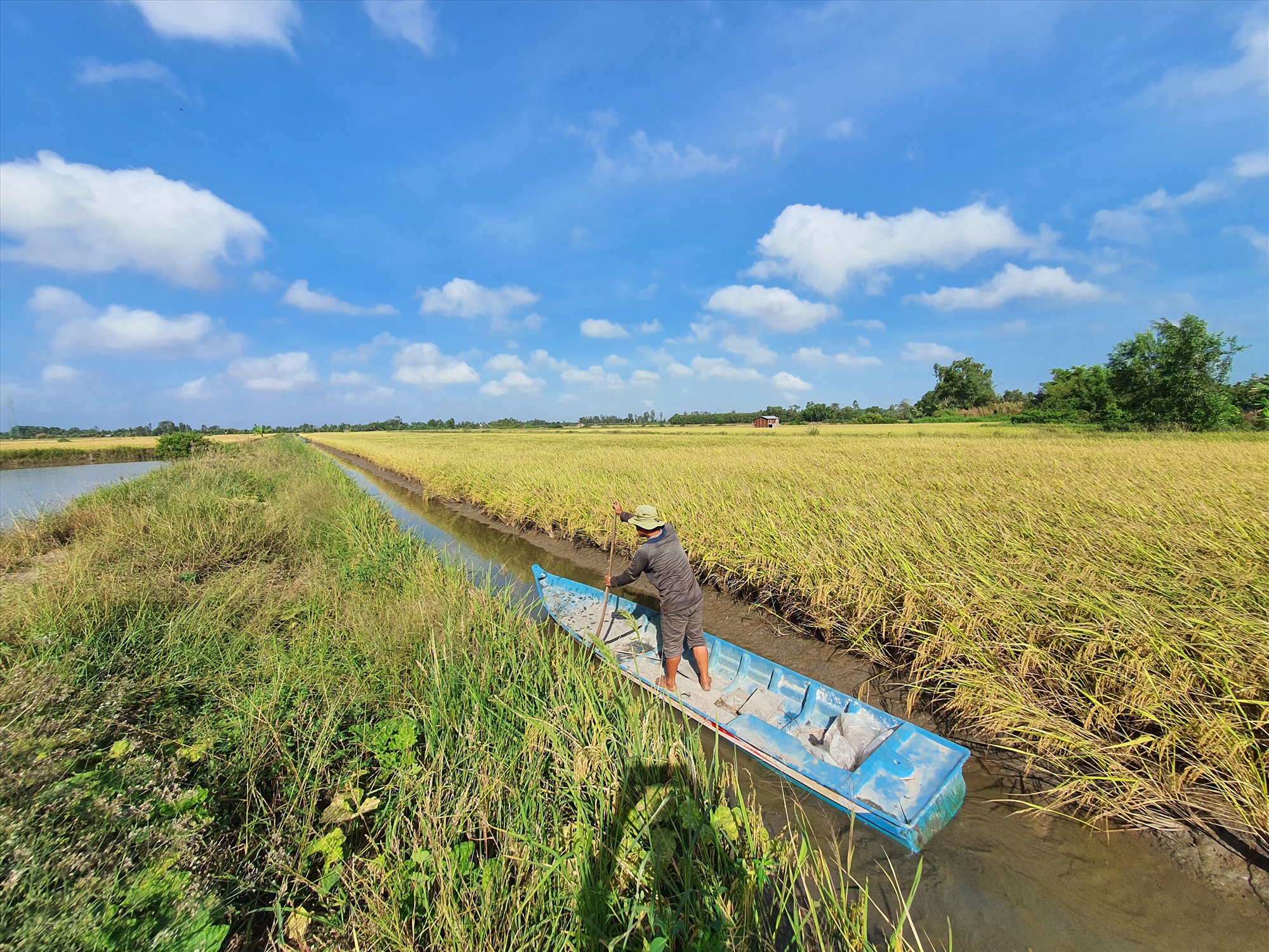 Giá lúa dự báo sẽ tăng khiến nông dân tỉnh Bạc Liêu vui mừng. Ảnh: Nhật Hồ