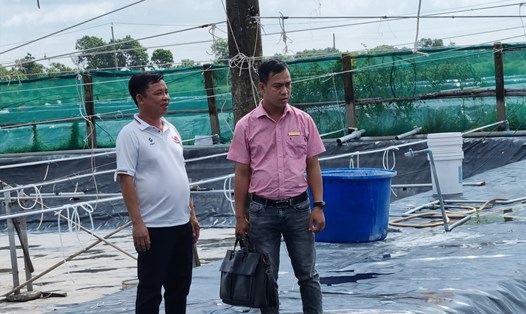 Hiện nay trên địa bàn tỉnh Trà Vinh chỉ mới có trên 75% người dân thả nuôi tôm do giá bán thấp và thời tiết không thuận lợi. Ảnh: Hoàng Lộc