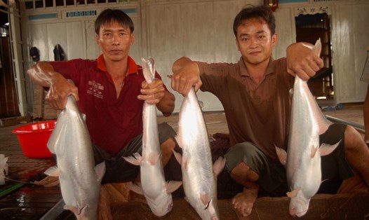Cá tra - một trong những thế mạnh thuỷ sản của ĐBSCL. Ảnh Lục Tùng