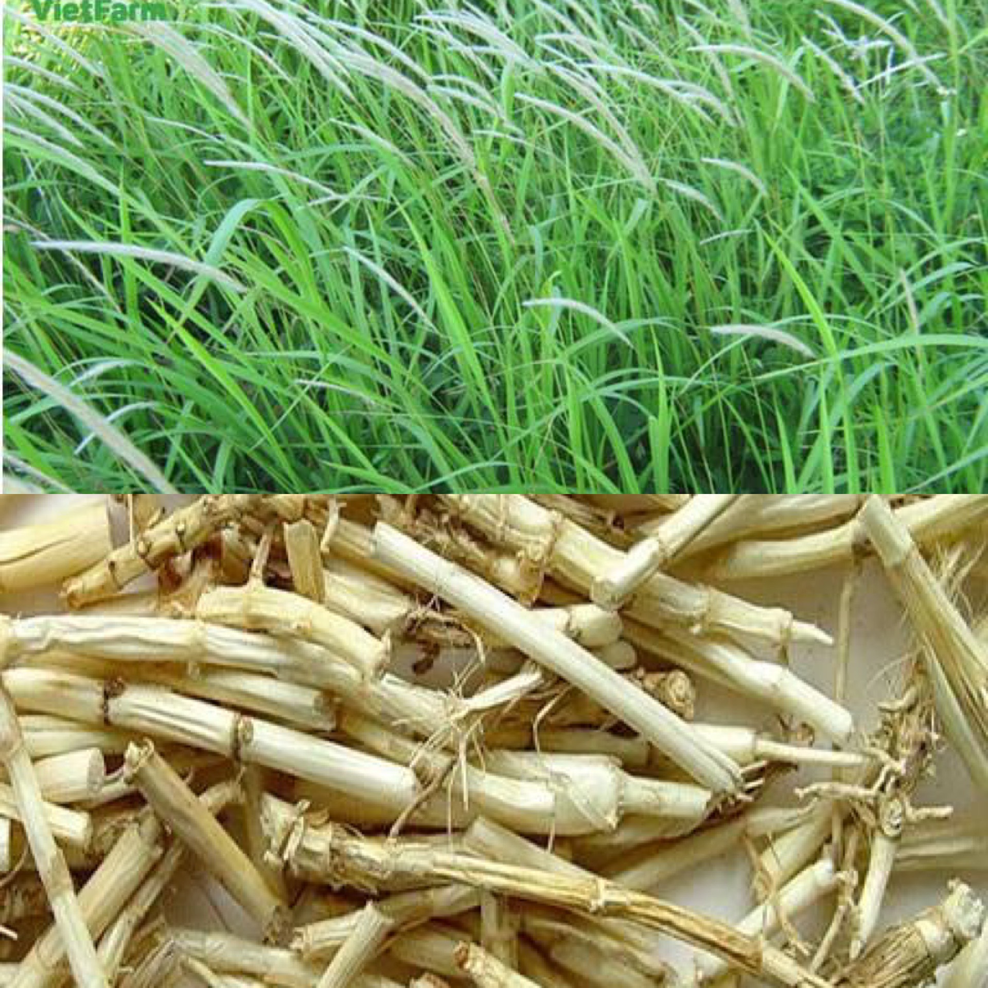 lampenputzergras dngen hornspne Pampasgras & Ziergras Dnger  Flora Boost