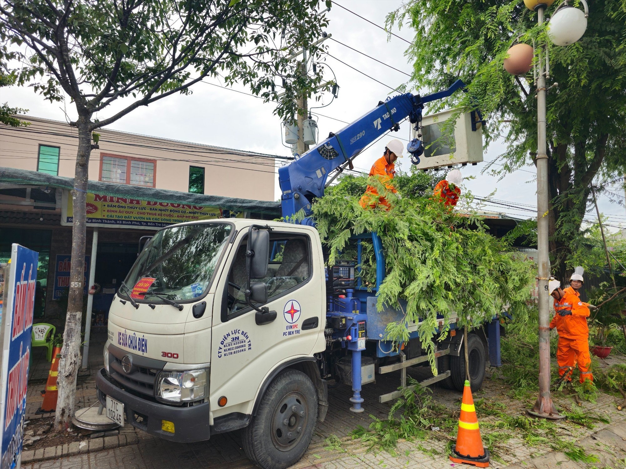 Nhân viên Công ty Điện lực Bến Tre trực thuộc EVNSPC chủ động mé nhánh, tỉa cành để phòng chống cây ngã đổ vào dường dây diện trong mùa bão lũ. Ảnh: EVNSPC cung cấp 