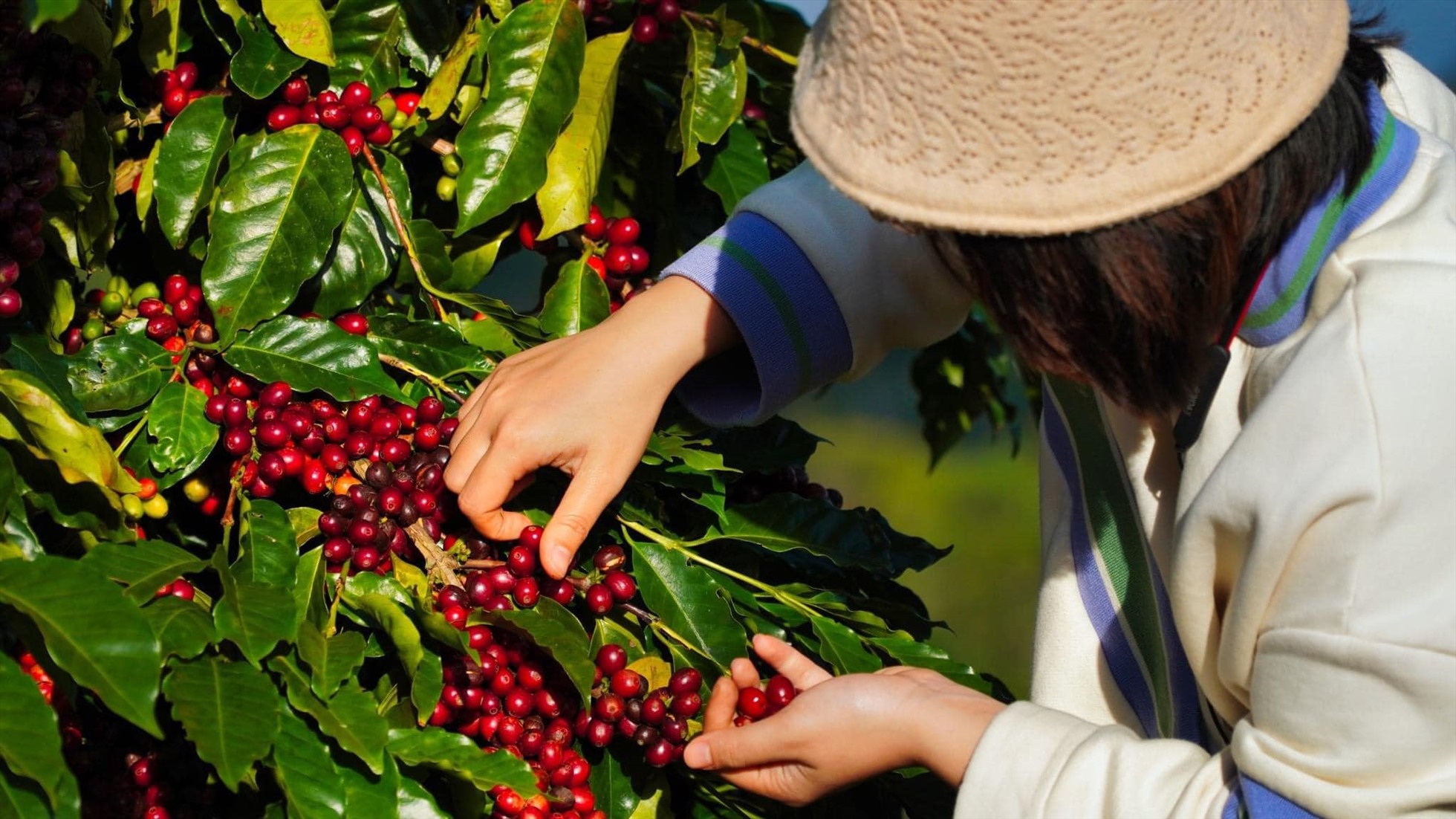 Kon Tum tăng diện tích trồng cà phê xứ lạnh, xuất khẩu đi châu Âu