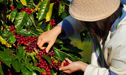 Thu hoạch cà phê xứ lạnh. Ảnh: Nguyễn Huỳnh