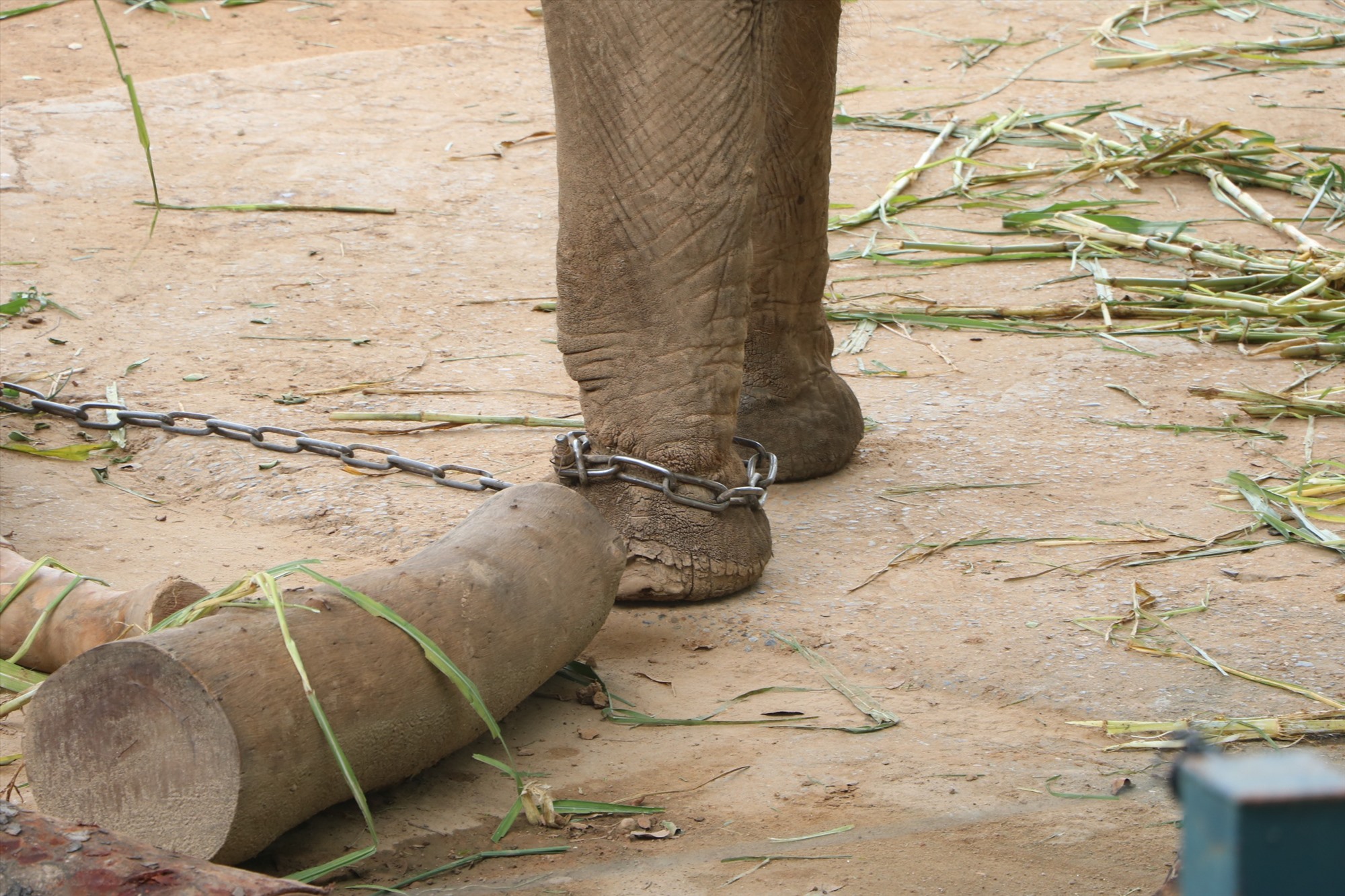 Chân một chú voi ở vườn thú Hà Nội hằn vết bởi sợi xích. 