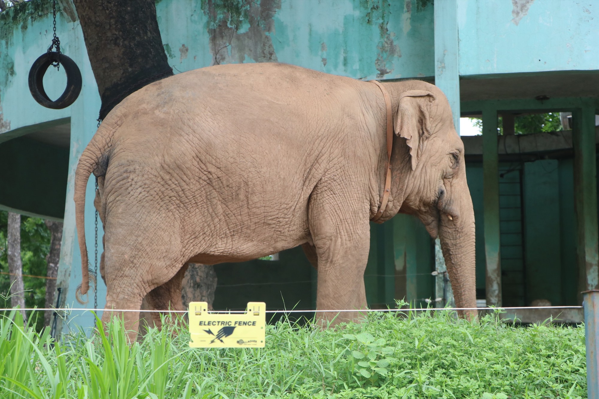 Đại diện vườn thú Hà Nội cho biết, việc xích chân hai chú voi ở đây là để tránh xung đột và cũng như đảm bảo an toàn cho nhân viên trong quá trình chăm sóc voi.