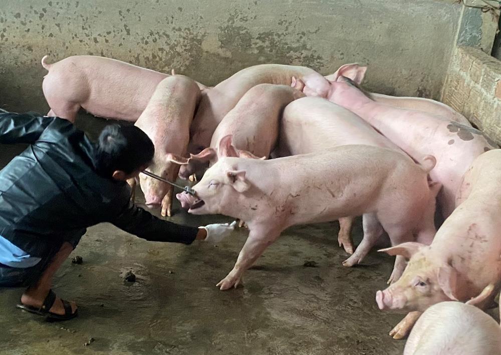 Tổ tuần tra gom được 15 con lợn nhập lậu từ Lào về Quảng Trị. Ảnh: Hưng Thơ