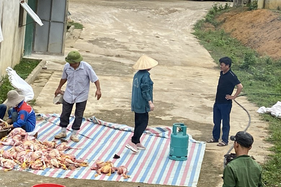 Các đoàn thể và người dân địa phương đang trợ giúp làm thịt gà và tiêu thụ giúp gia đình. Ảnh: Trần Tuấn.