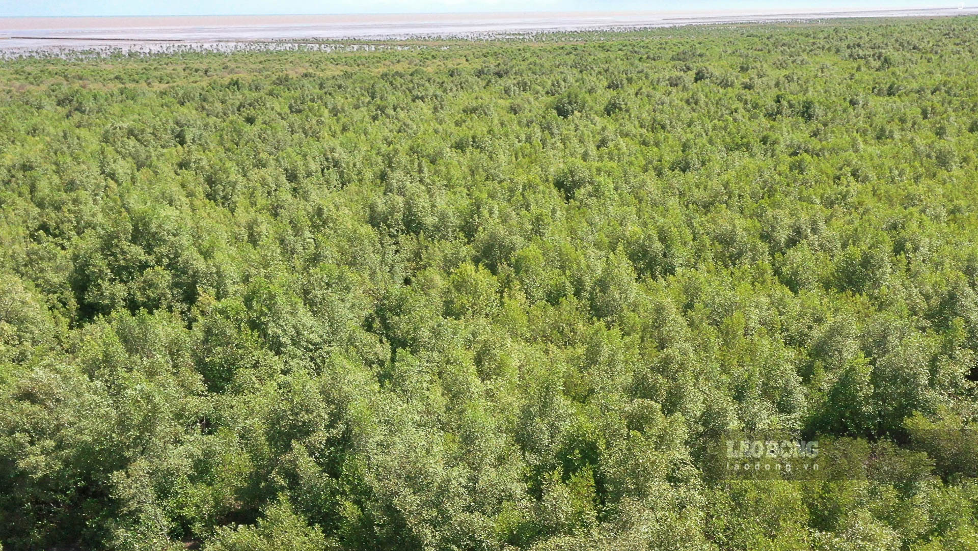 Những cánh rừng phòng hộ ven biển Sóc Trăng cứ vươn dài ra biển.  Ảnh: Phương Anh