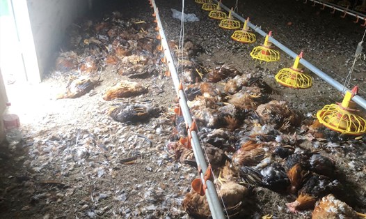 10.000 con gà trong trang trại của gia đình anh Xuân bị chết do sự cố chập điện làm hỏng quạt thông gió. Ảnh: Xuân Tuấn.