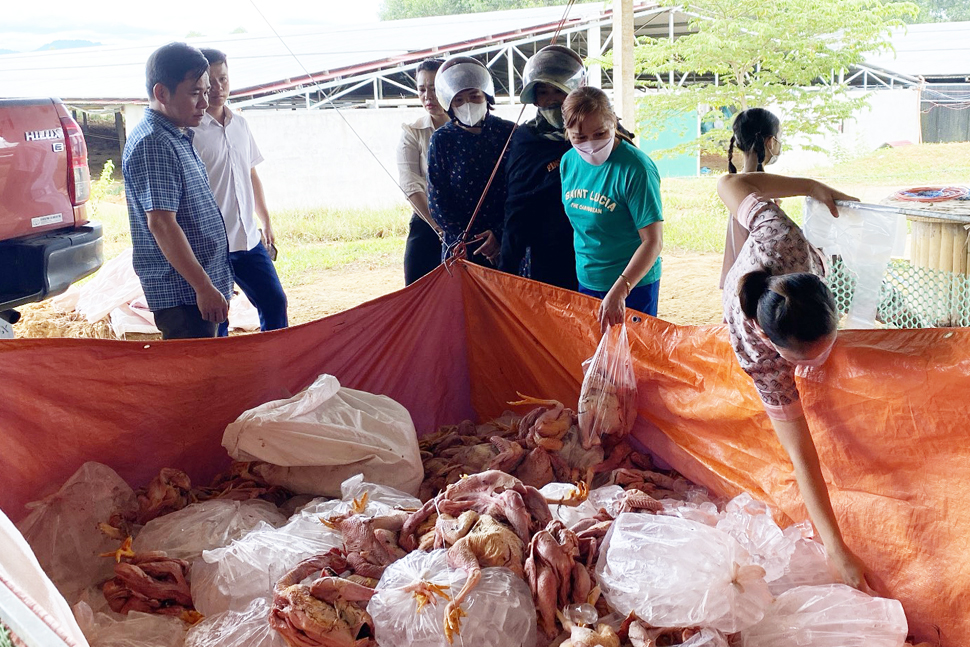 Các đoàn thể và người dân giúp làm thịt gà và mua “giải cứu” nhưng lượng mua đạt thấp nên gia chủ ước thiệt hại hơn 1,3 tỉ đồng. Ảnh: Trần Tuấn.