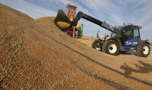 Nga dự kiến thu hoạch 137 triệu tấn ngũ cốc trong năm nay. Ảnh: Xinhua