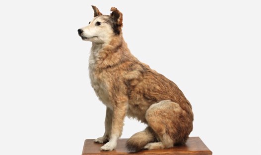 Chú chó Jack, một trong những chiến binh bốn chân nổi tiếng thời Thế chiến thứ nhất. Ảnh: Bảo tàng Chiến tranh Hoàng gia London