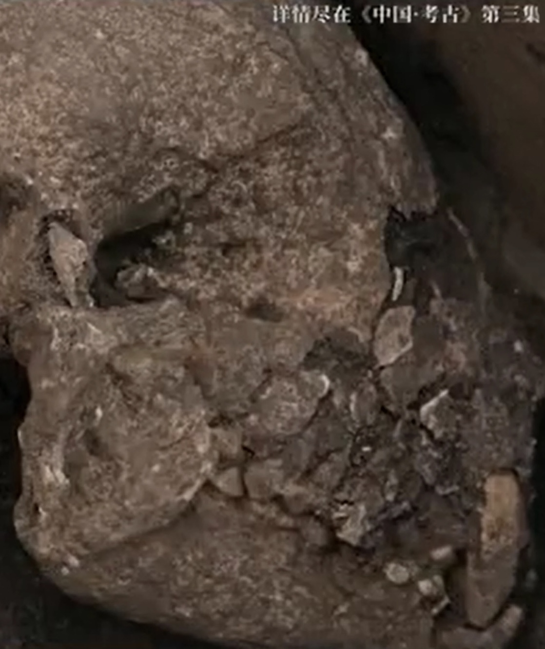 Bộ xương gấu trúc được tìm thấy trong khu mộ vệ tinh thuộc lăng mộ Hán Văn Đế. Ảnh chụp màn hình Shaanxi TV