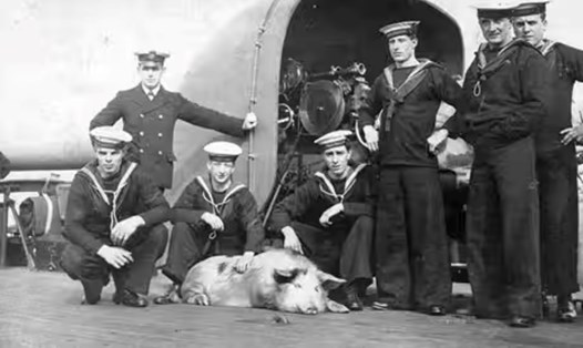 Chú lợn Tirpitz cùng thủy thủ đoàn HMS Glasgow. Ảnh: Bảo tàng Quốc gia Hải quân Hoàng gia Anh