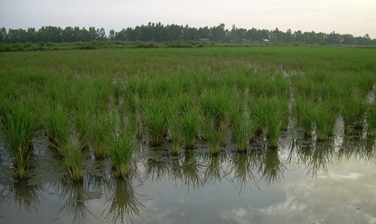 Cấy lúa trên đất nuôi tôm tại huyện Đông Hải, tỉnh Bạc Liêu. Ảnh: Nhật Hồ