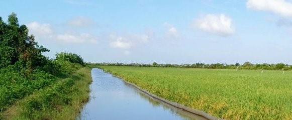 Diện tích lúa trên đất nuôi trồng thủy sản tại xã Long Điền Đông A, huyện Đông Hải, tỉnh Bạc Liêu liên tiếp mở rộng. Ảnh: Nhật Hồ