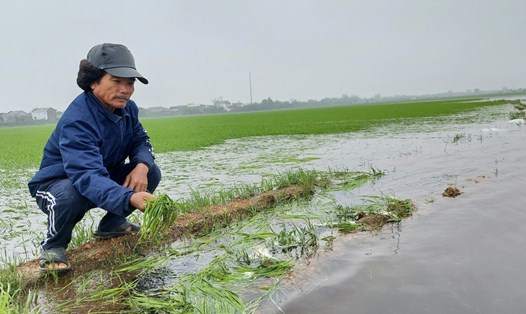 Lúa bị ảnh hưởng do mưa lớn ở tỉnh Quảng Trị. Ảnh: Hưng Thơ.