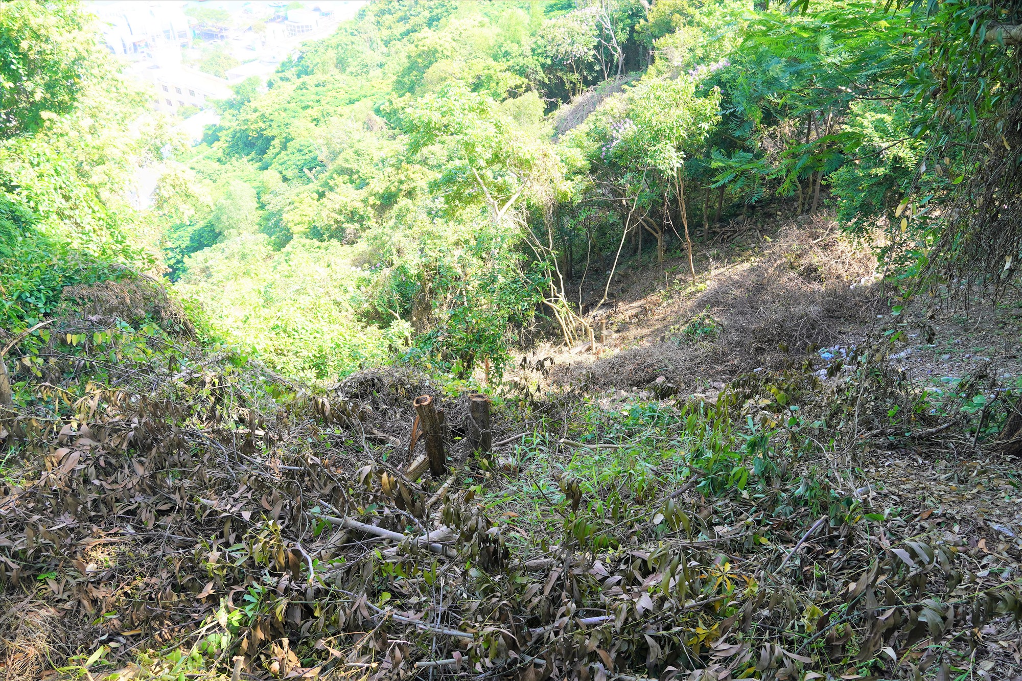 Tại điểm trên cao của mảnh cây xanh bị vạt, phóng viên ghi nhận tình trạng nhiều cây xanh bị cưa cắt, ngang gốc, một số cây bị tỉa cành... tạo ra một mảng trống trên sườn núi. Ảnh: Thành An