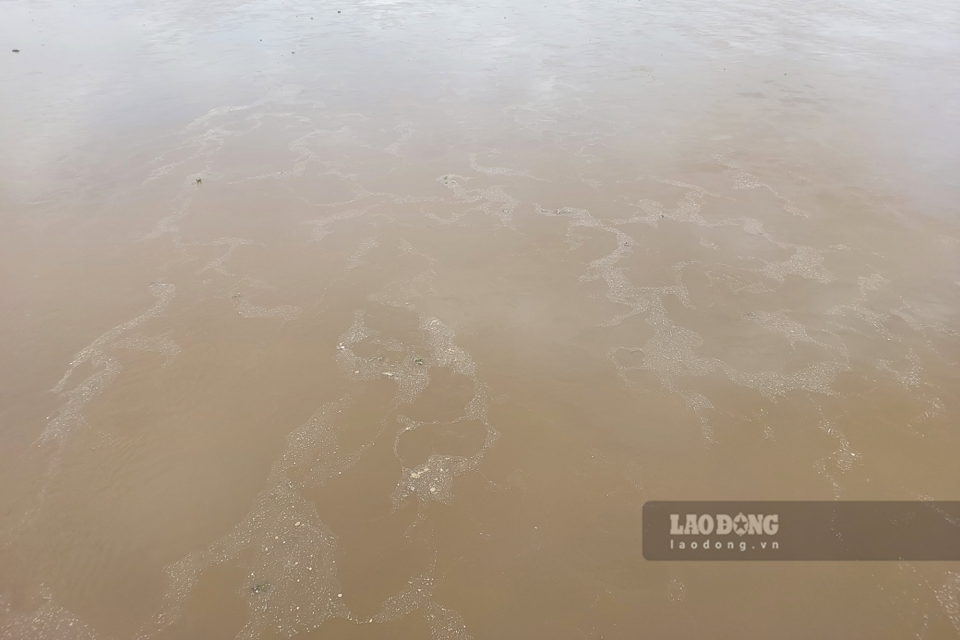 Theo ghi nhận của phóng viên Báo Lao Động ngày 10.8 trên tuyến sông Hồng đoạn qua địa bàn tỉnh Phú Thọ (tại Phú Thọ gọi là sông Thao), nước sông đục ngầu, chảy xiết, dâng cao nhanh chóng.