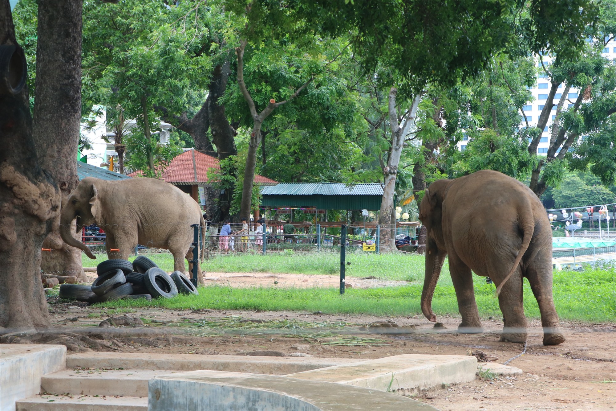Hai chú voi già bị xích chân tại Vườn thú Hà Nôi. Ảnh: Phúc Đạt