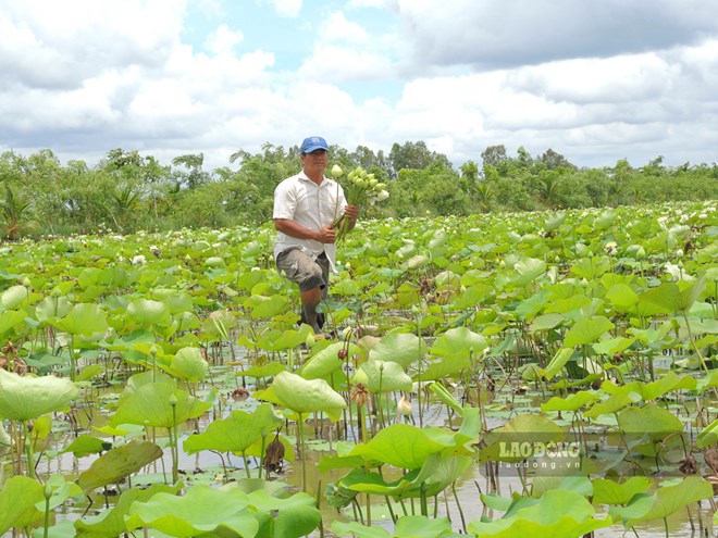 Bỏ lúa trồng sen, nông dân thu tiền triệu mỗi ngày