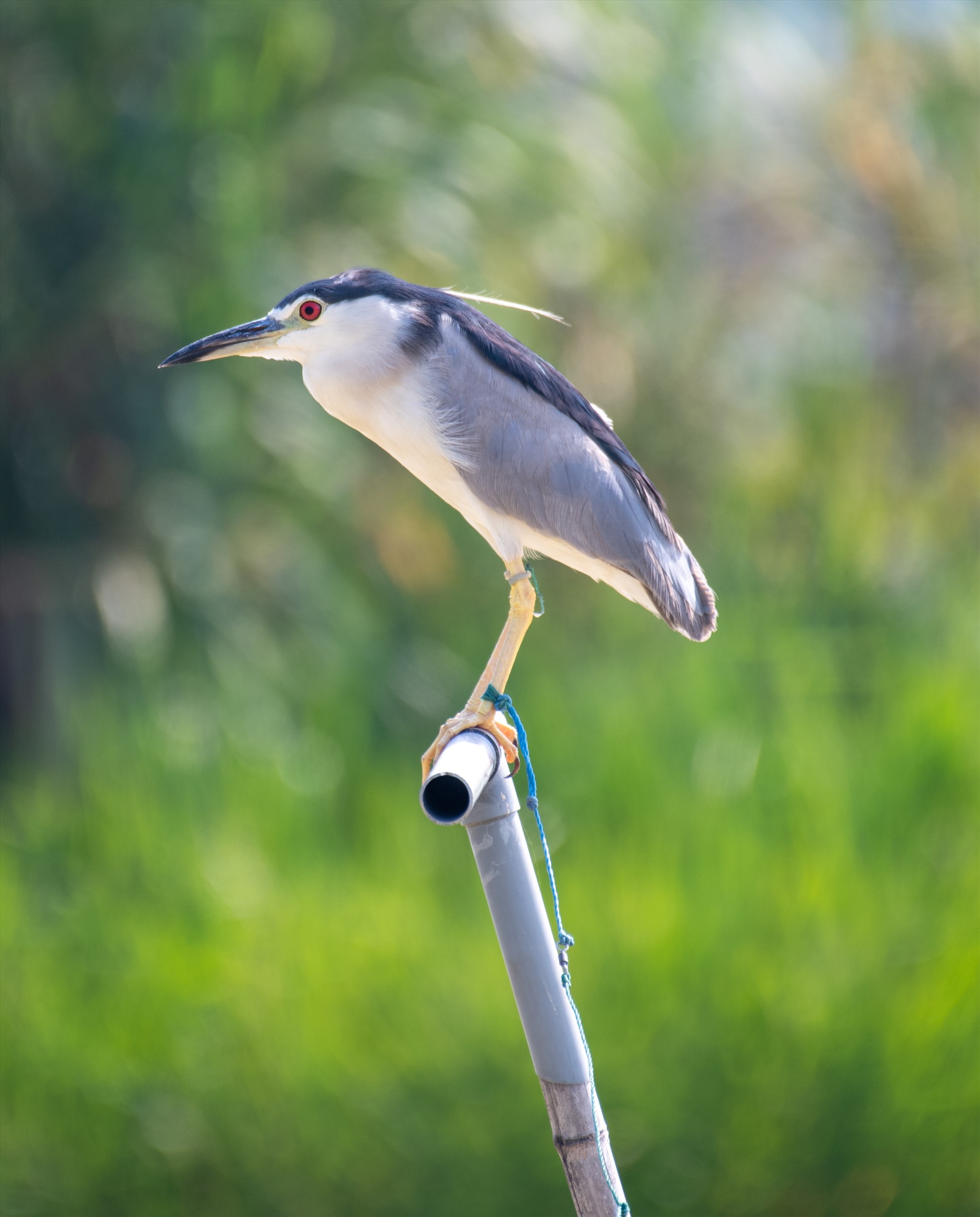 Một con cò bợ bị bắt làm “chim mồi”, đứng cô đơn trên ống nhựa cắm chắc chắn trên mặt ao. 