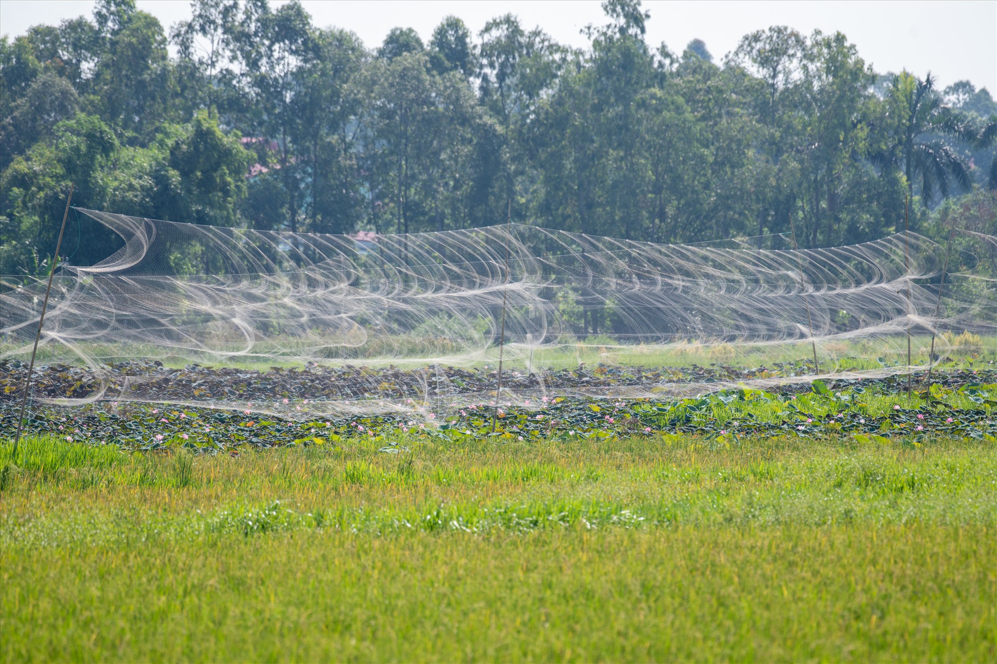 Hàng nghìn mét lưới mờ được giăng trên cánh đồng làng Đại Mạch- huyện Đông Anh- Hà Nội. 