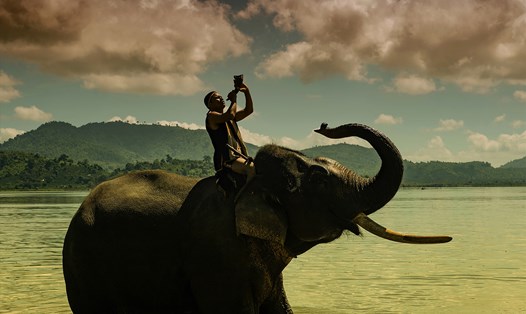 Y Vinh, một nài voi người M'nông trong buổi chiều dắt voi đi tắm hồ, cao hứng thổi tù và (chụp tại Đắk Lắk).
