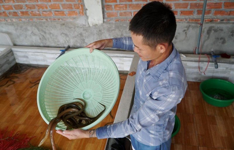  Nhờ mô hình nuôi lươn, giúp anh Lê Văn Đông thu lời hàng trăm triệu đồng/năm. Ảnh: Minh Hoàng