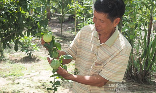Lão nông Nguyễn Hữu Công (Song Phụng, Long Phú, Sóc Trăng) bên vườn chanh dây ngọt do chính ông lai tạo.
