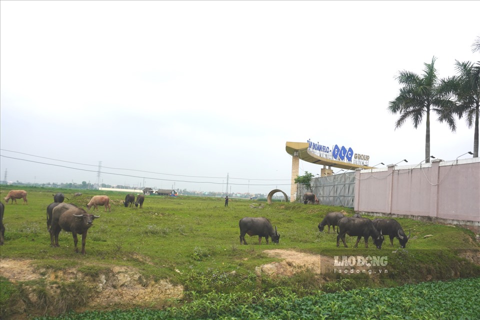 Khu công nghiệp Hoàng Long từng bị bỏ hoang, làm chỗ chăn thả bò, đã bị tỉnh Thanh Hoá thu hồi. Ảnh: Quách Du