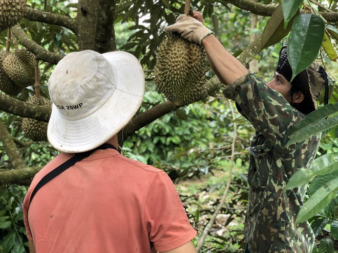 Trong 8 năm, sản lượng sầu riêng Đắk Lắk tăng hơn 6 lần