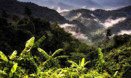 Một góc rừng nguyên sinh ở Trung Trường Sơn. Ảnh: WWF Việt Nam