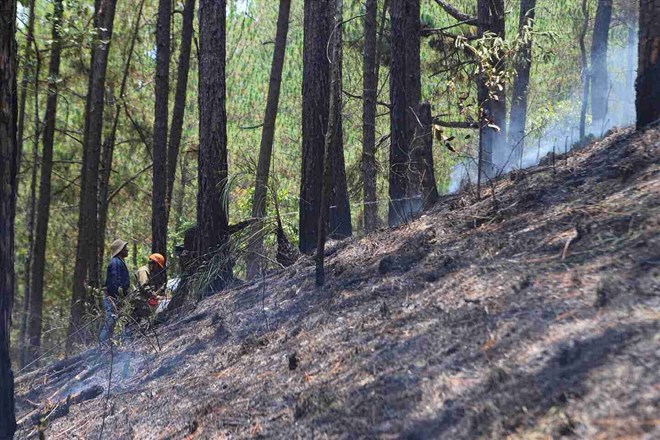 TP Đà Lạt chỉ đạo kiểm tra phát hiện tình trạng đầu độc, chặt phá cây rừng