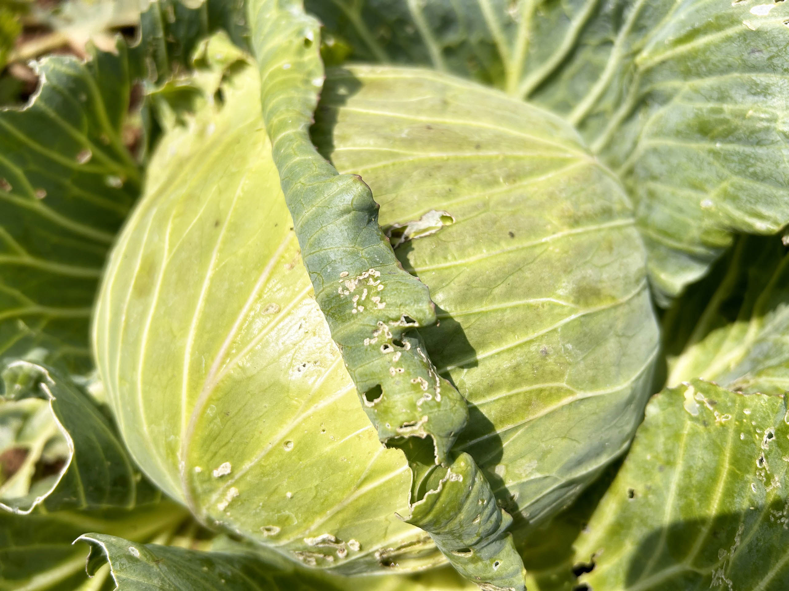 Bắp cải là loại rau tốt cho sức khoẻ của gan. Ảnh: Hạ Mây