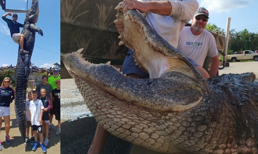Cá sấu khổng lồ nặng 417kg do đại úy Kevin Brotz cùng nhóm của ông bắt được ở bang Florida (Mỹ). Ảnh: Kevin Brotz