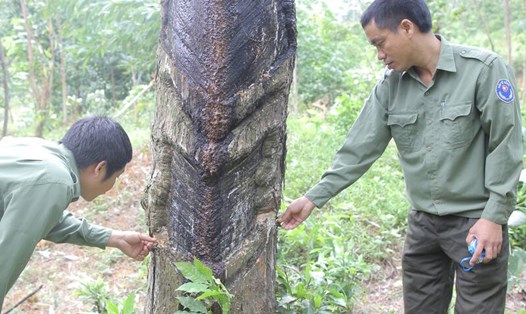 Cán bộ Ban quản lý rừng phòng hộ Hướng Hóa - Đakrông phát hiện 1 cây thông bị ken đẽo ở phần gốc đang chờ chết. Ảnh: Hưng Thơ.