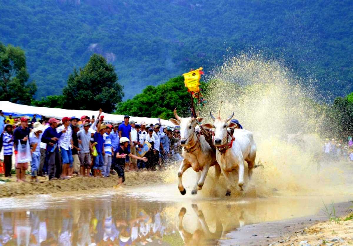 Hình ảnh những chùm hoa nước lộng lẫy đặc trưng tại đua bò Bảy Núi. Ảnh: Lâm Điền