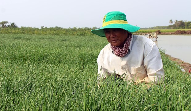 ng Lâm Văn Phấn tại huyện Mỹ Xuyên (Sóc Trăng) trồng 7 ha lúa đặc sản và 0,5 ha trồng hẹ cho thu nhập trên 500 triệu đồng/năm. Ảnh: TTXVN 