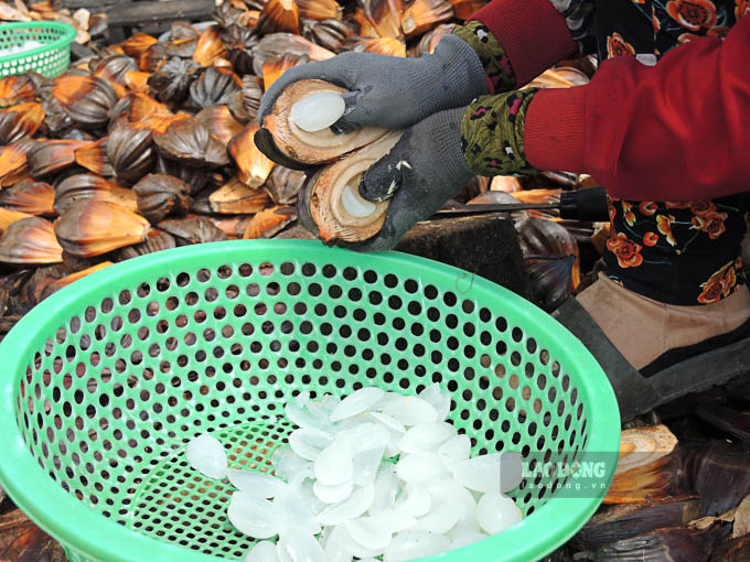 Tại  “Xóm dừa nước” (Mỹ Phước, Mỹ Tú, Sóc Trăng) mỗi ngày mỗi hộ bán từ 30-40kg thu nhập cả triệu đồng/ngày.
